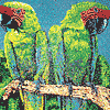 Macaws-thumbnail